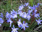 foto blau Blume Schneeglanz