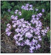 lila Glorie Van De Sneeuw Tuin Bloemen foto