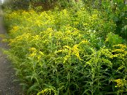 foto amarelo Flor Goldenrod