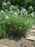 фота блакітны Кветка Амсония