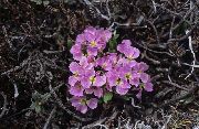 pembe Solms-Laubachia Bahçe çiçekleri fotoğraf