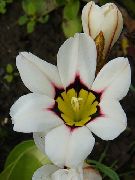 თეთრი Sparaxis, არლეკინი Flower ბაღის ყვავილები ფოტო