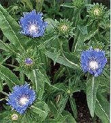 фото блакитний Квітка Стокезія