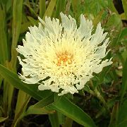 žlutý Chrpa Astra, Útočí Aster Zahradní květiny fotografie