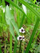 foto balts Zieds Hawaii Arrowhead, Japāņu Arrowhead