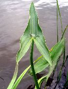 foto balts Zieds Hawaii Arrowhead, Japāņu Arrowhead