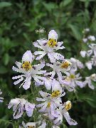 biały Schizanthus (Shizantus) Kwiaty ogrodowe zdjęcie