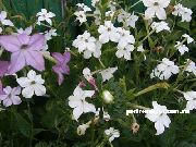 თეთრი აყვავებული თამბაქოს ბაღის ყვავილები ფოტო