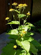 fénykép sárga Virág Telekia, Sárga Oxeye, Heartleaf Oxeye