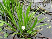 wit Aloe Water, Water Soldaat, Klauw Krab Tuin Bloemen foto