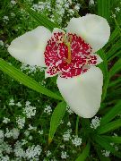 biały Tigridia Kwiaty ogrodowe zdjęcie