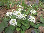 თეთრი კავკასიური Penny კრეს ბაღის ყვავილები ფოტო