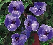 modrý Klaun Květina, Lichoběžníkové Květ  fotografie