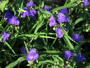mavi Virginia Spiderwort, Bayan Gözyaşları Bahçe çiçekleri fotoğraf