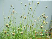 თეთრი Tridax ბაღის ყვავილები ფოტო
