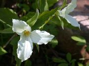 hvid Trillium, Treblad, Tri Blomst, Birthroot  foto