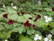 foto bordeaux  Trillium, Treblad, Tri Blomst, Birthroot