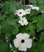 blanc Oeil Au Beurre Noir Susan Fleurs Jardin photo