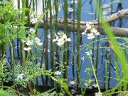 თეთრი წყლის Violet ბაღის ყვავილები ფოტო