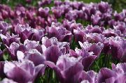 foto violett Blomma Tulip