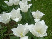 თეთრი Tulip ბაღის ყვავილები ფოტო