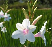 blanc Watsonia, Lys Bugle Fleurs Jardin photo