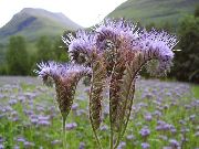 foto flieder  Kalifornische Bluebell, Lacy Phacelia, Blau Locken, Raupe, Fiddleneck, Spinnenblume, Wild Heliotrop