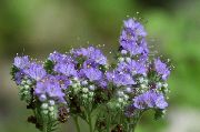 foto hellblau  Kalifornische Bluebell, Lacy Phacelia, Blau Locken, Raupe, Fiddleneck, Spinnenblume, Wild Heliotrop
