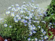 kuva vaaleansininen Kukka Sininen Päivänkakkara, Sininen Marguerite