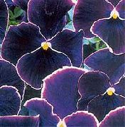 svart Viola, Pansy Trädgård blommor foto