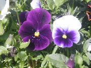 照片 紫 花 中提琴，三色堇