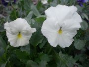 თეთრი ალტი, Pansy ბაღის ყვავილები ფოტო