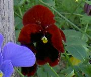 фото күрең Гүл Vitrokka Күлгін (Pansy)