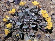 photo jaune Fleur Rydberg Twinpod, Double Bladderpod