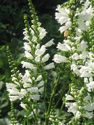 თეთრი მორჩილი ქარხანა, ცრუ Dragonhead ბაღის ყვავილები ფოტო