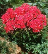 foto rood Bloem Tuin Phlox