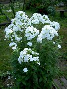 biały Floks Wiechowaty Kwiaty ogrodowe zdjęcie