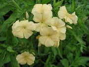 jaune Phlox Annuel, Phlox De Drummond Fleurs Jardin photo