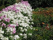 blanc Phlox Annuel, Phlox De Drummond Fleurs Jardin photo