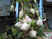 biały Fuksja Kwiaty ogrodowe zdjęcie