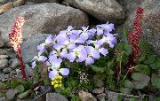zdjęcie jasnoniebieski Kwiat Horispora