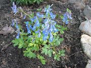 photo bleu ciel Fleur Corydalis