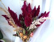 foto Crista De Galo, Pena Planta, Amaranto De Penas Flor