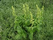 vihreä Vääriä Hellebore Puutarhan Kukat kuva