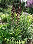 fénykép burgundia Virág Hamis Hunyor