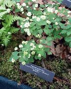 hvit Rue Anemone Hage Blomster bilde