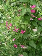 sārts Lathyrus Tuberosus Dārza Ziedi foto