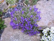 ფოტო ლურჯი ყვავილების ვერცხლისფერი ჯუჯა Harebell