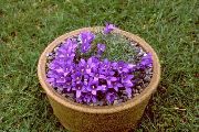 purpurowy Edrayantus Kwiaty ogrodowe zdjęcie