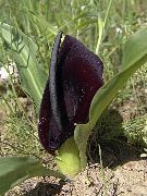 ფოტო შავი ყვავილების Eminium
